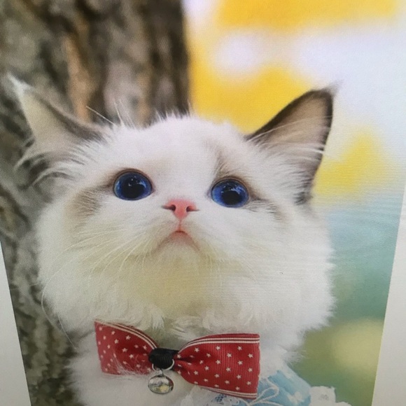 Meet your Posher, Drew - Picture 1 of 1